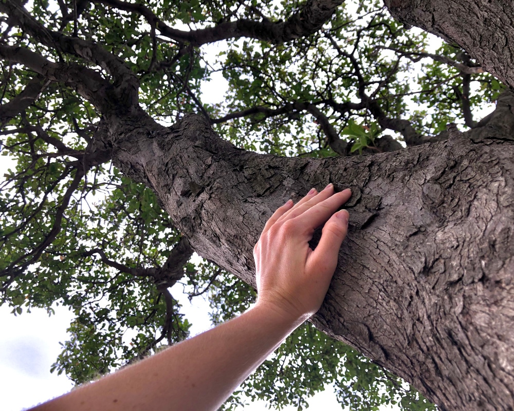 Hand reaching up and patting the trunk of a tree.