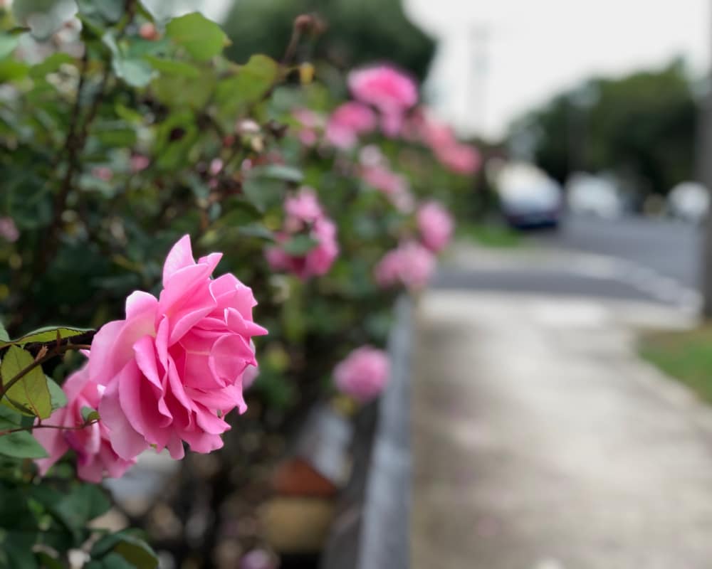 Pink Rose bush on the side of the pavement