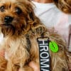Cropped shot of dog wearing BORK! & Chroma Dog Lead by Cork & Chroma
