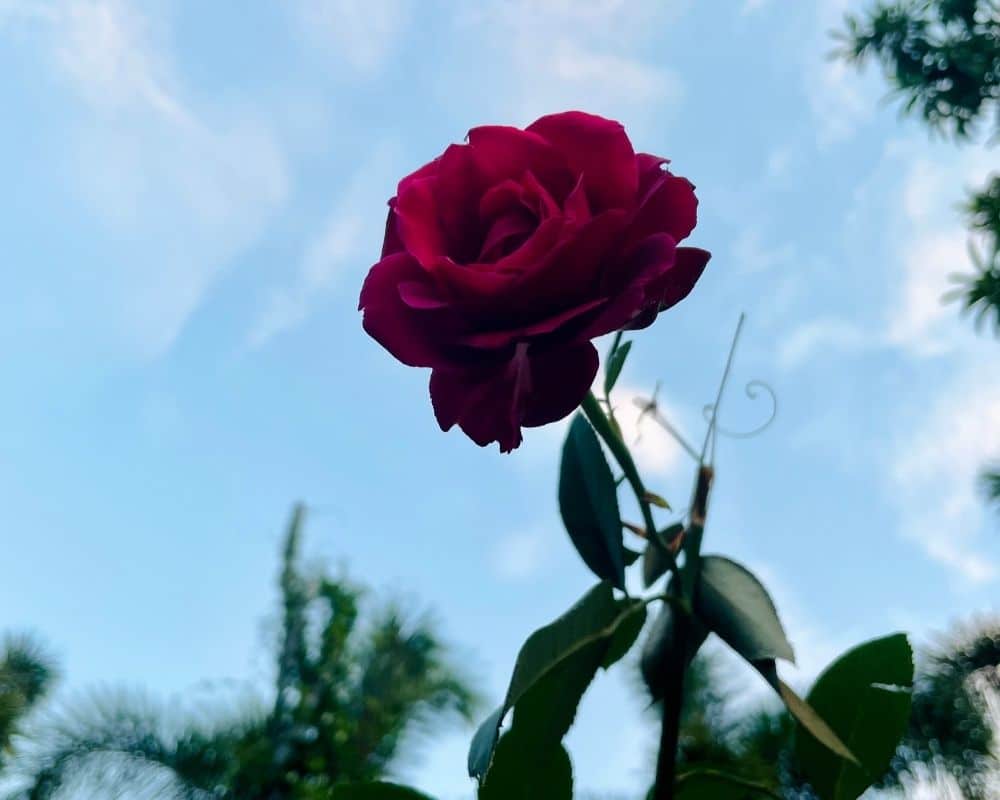 Designing Paintings - finding inspiration in this perfect red rose.
