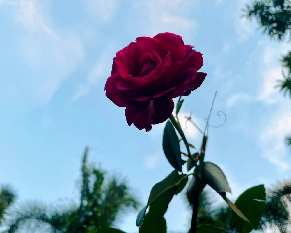 Designing Paintings - finding inspiration in this perfect red rose.