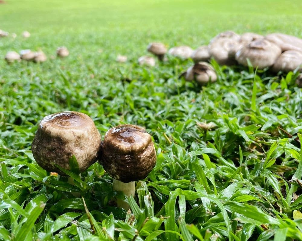 Mushrooms after the rain - Brisbane Floods - Cork & Chroma blog post 